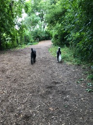 Roxy & Ringo at the Doggy Park