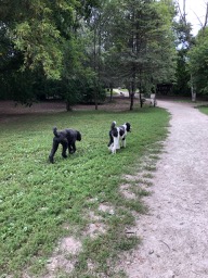 Roxy & Ringo at the Doggy Park