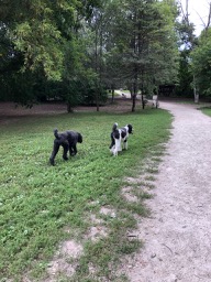 Roxy & Ringo at the Doggy Park