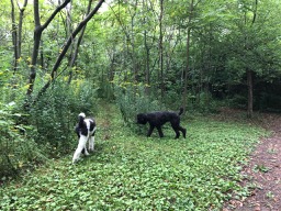 Roxy & Ringo at the Doggy Park