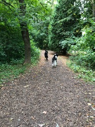 Roxy & Ringo at the Doggy Park