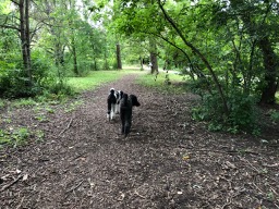 Roxy & Ringo at the Doggy Park