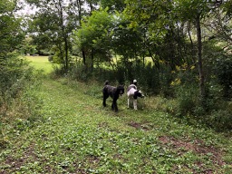 Roxy & Ringo at the Doggy Park