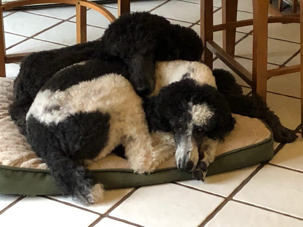 Roxy & Ringo exhausted