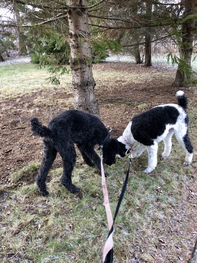 Ringo & Roxy finding a treasure