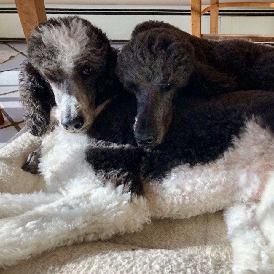 I hope you’re enjoying this festive time of year, which is also a time here in the midwest to stay cozy like Ringo & Roxy.