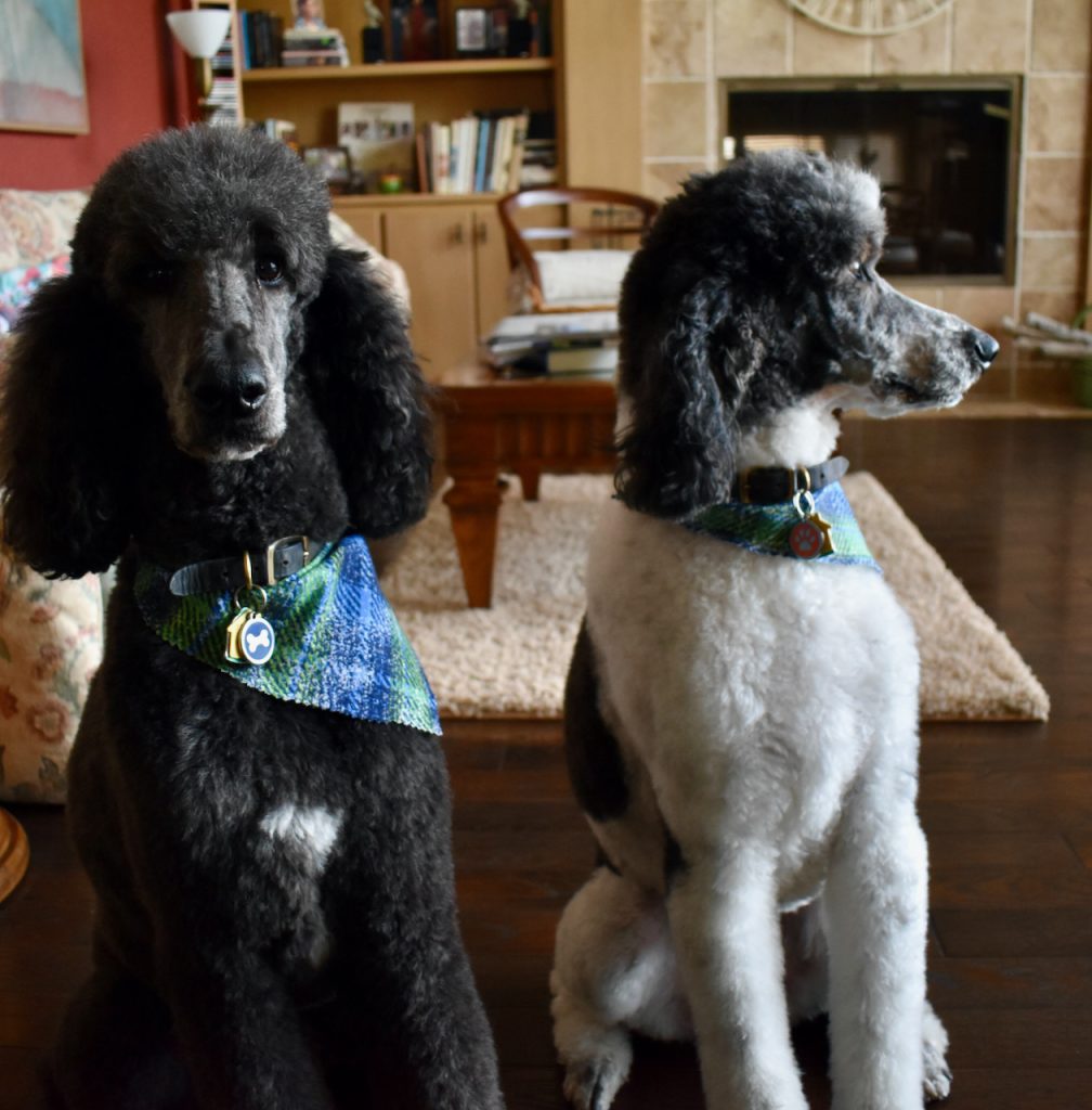 Ringo & Roxy looking fancy