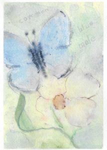 painting of butterfly & dogwood
