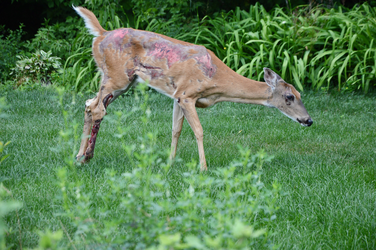 deer with broken leg