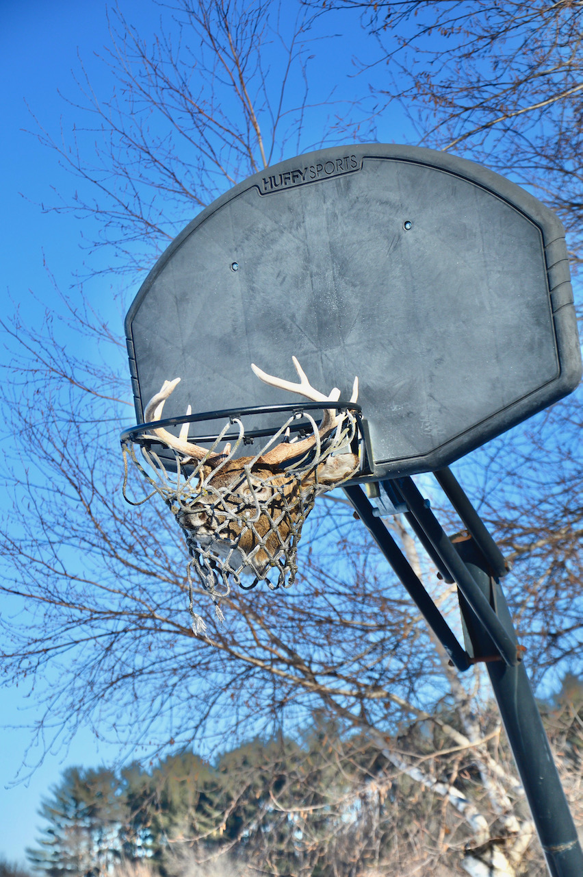 deer head in basketball hoop