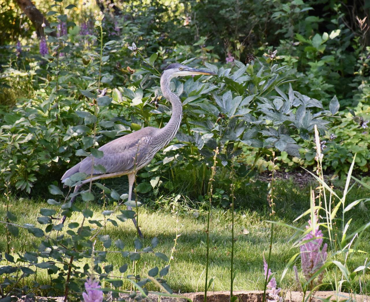 heron