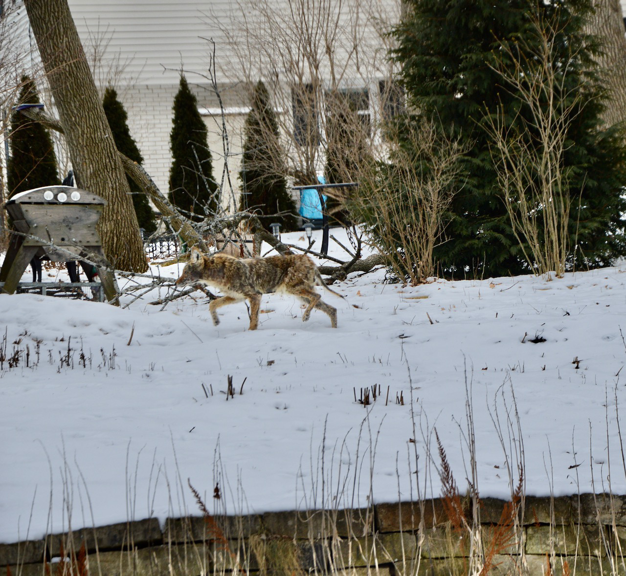 coyote in snow