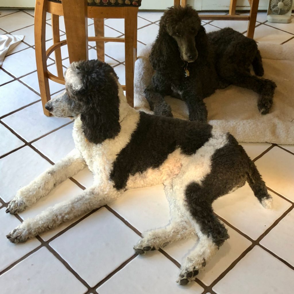 two standard poodles