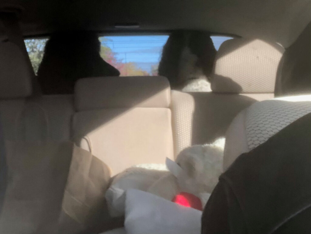 photo of dogs looking out the back of the Subaru