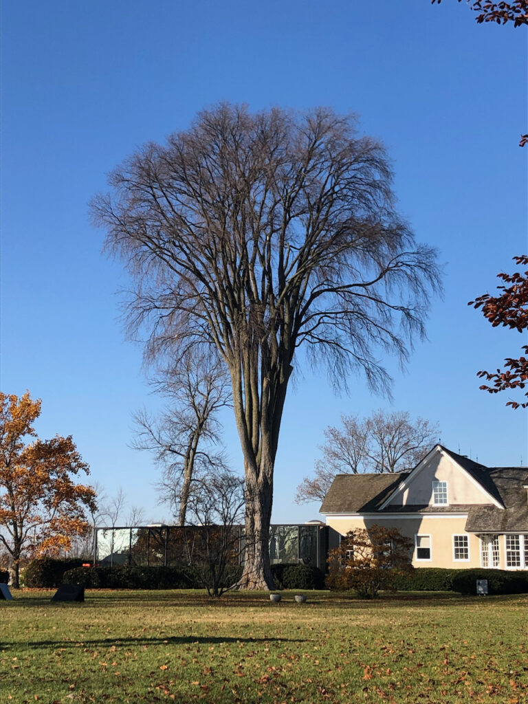 photo of tall tree with no leaves