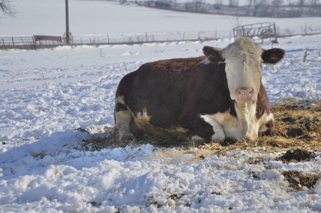 cow laying in snow looking at camera man