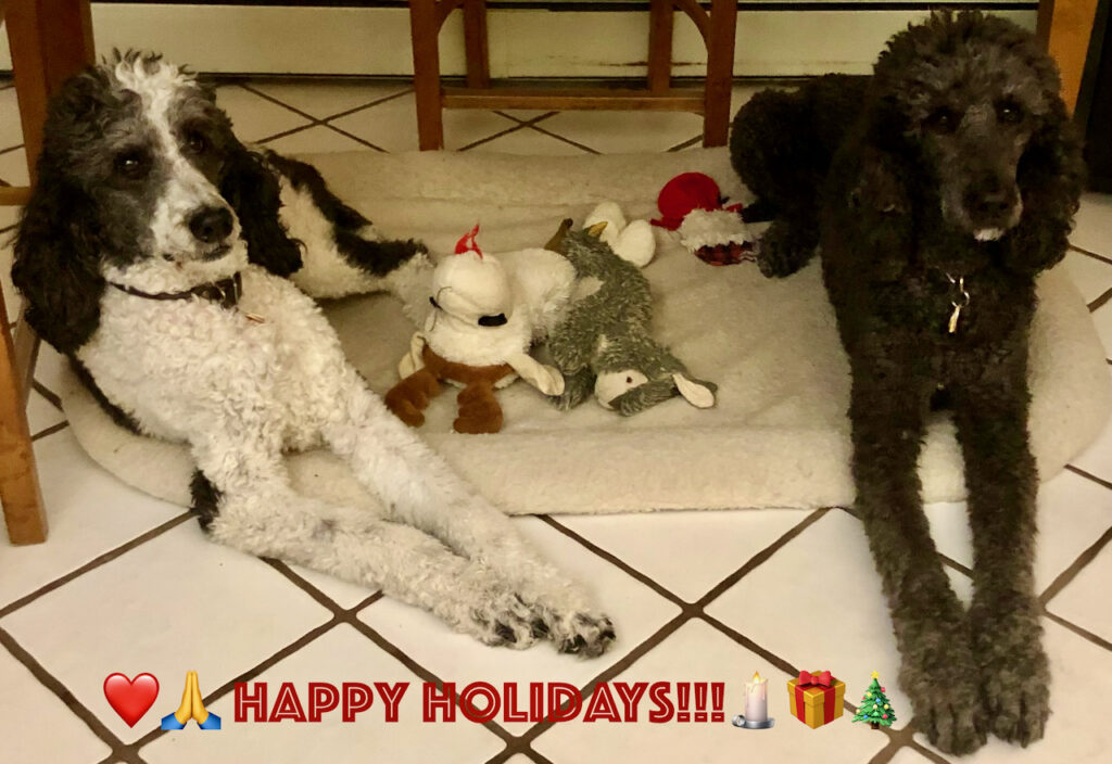 Happy Holidays! dogs with toys under the table