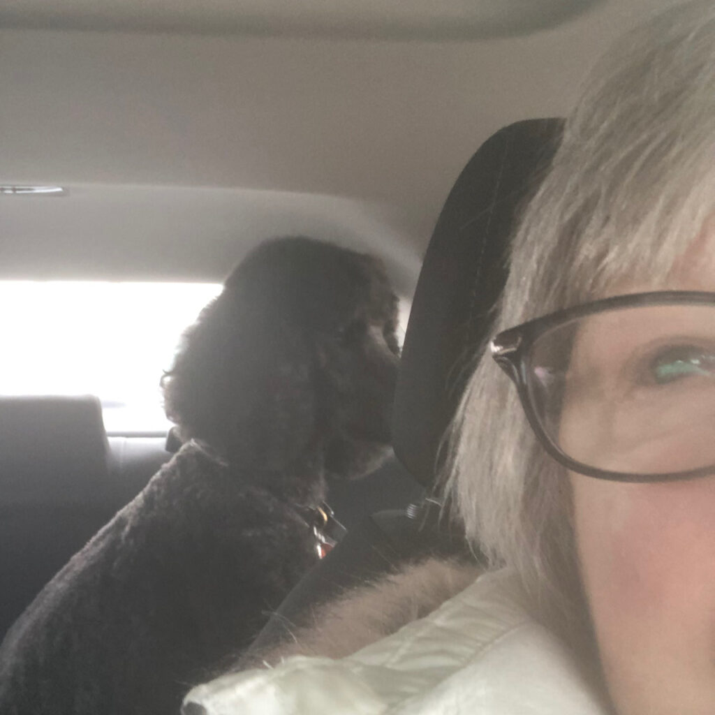 dog in back seat riding home after grooming