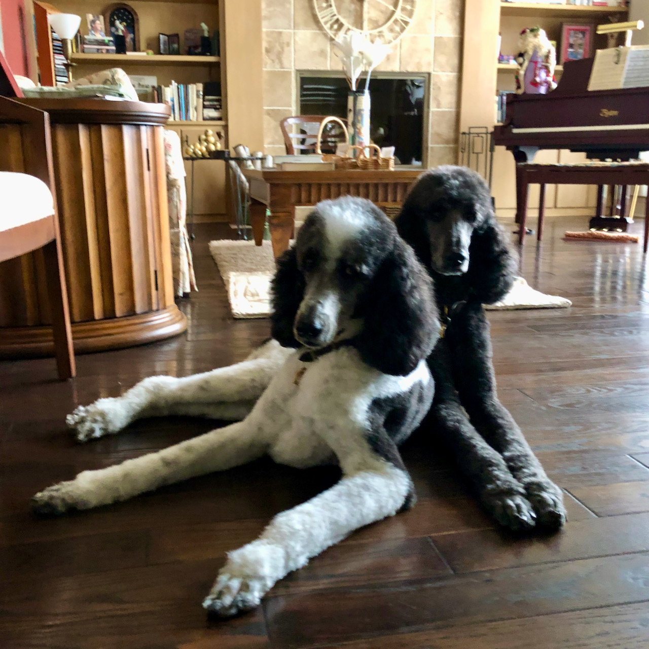 Roxy & Ringo posing in living room all groomed