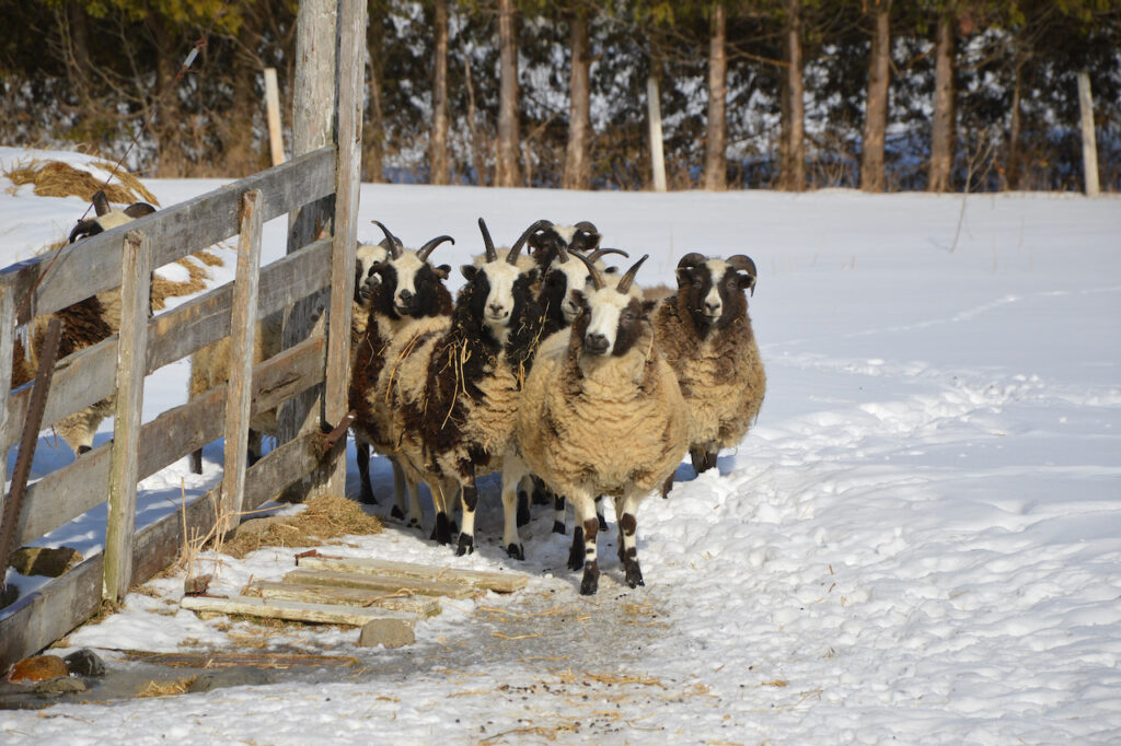 photo of sheep huddled together near a fence